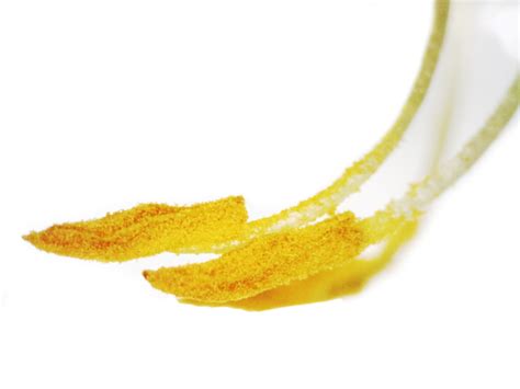 Ginster – Naturfotos näher hingeschaut