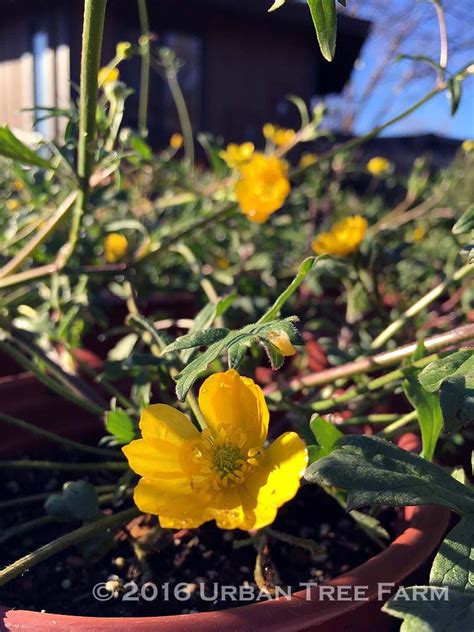 Ranunculus californicus | Urban Tree Farm Nursery