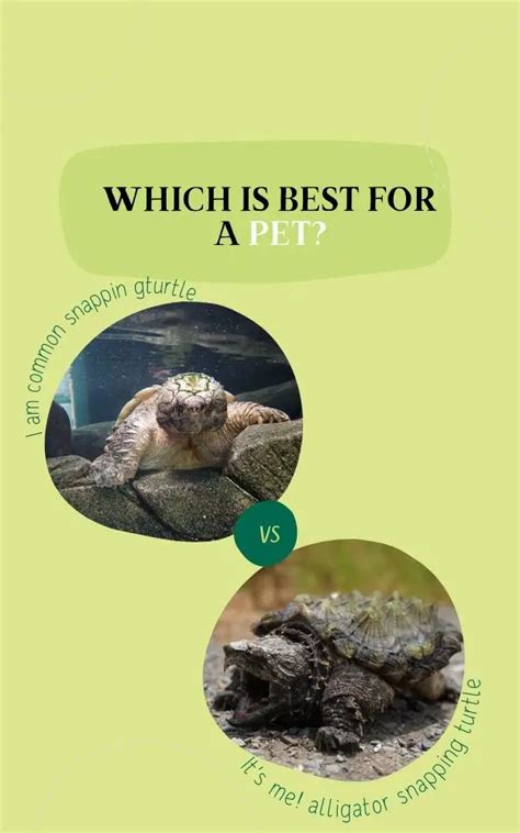 Common Snapping Turtle Vs Alligator Snapping Turtle As Pets Full Comparison