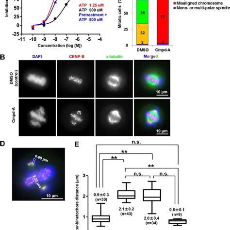 PK PD And Antitumor Efficacy Of Cmpd A In A COLO205 Xenograft Nude