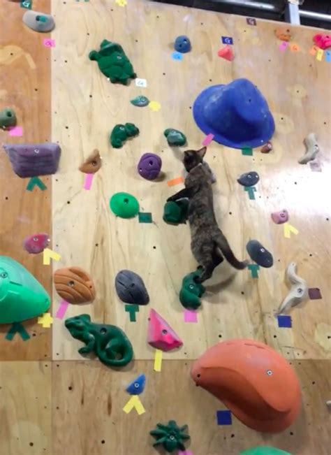 Cat Working At Rock Climbing Gym Shows Off Skills Video Healthy