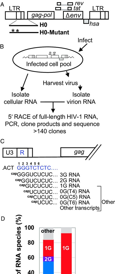 System used to study HIV-1 transcription start sites. (A) General ...