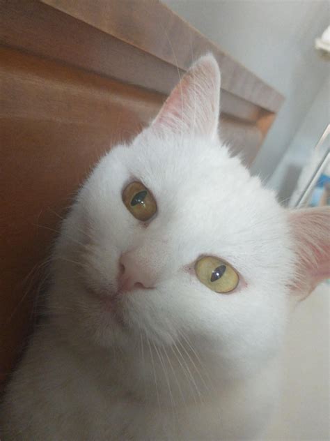 Bump on cats neck. It was there once before and popped so we didn’t