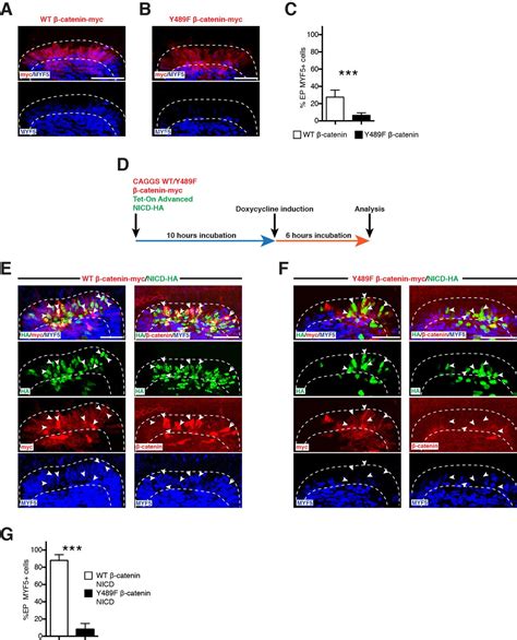 Cytoplasmic NOTCH and membrane derived β catenin link cell fate choice