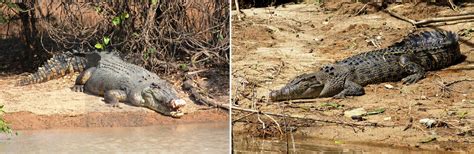 Saltwater Crocodiles: Animals with the strongest bite force in the