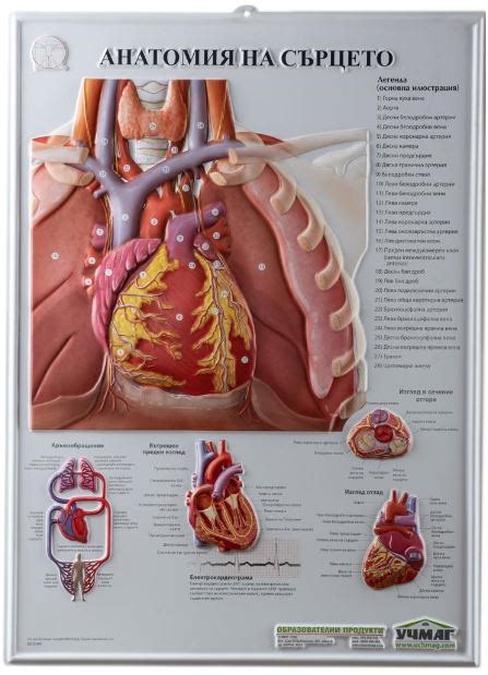 Релефно табло - Анатомия на сърцето - 54 х 74 см - УЧИЛИЩЕН МАРКЕТ ...