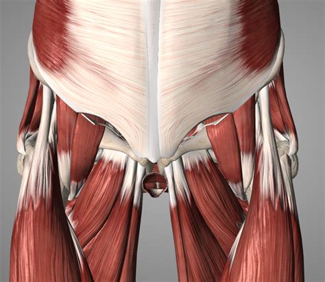 Anterior Hip Diagram Quizlet