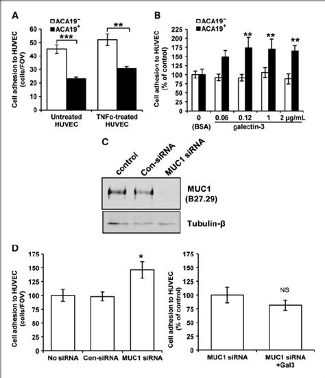 Effects Of Muc And Muc Galectin On Cancer Cell Huvec Adhesion