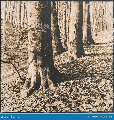 Old Naked Beeches And Fallen Dry Leaves Artistic Photography Special Technique In Darkroom
