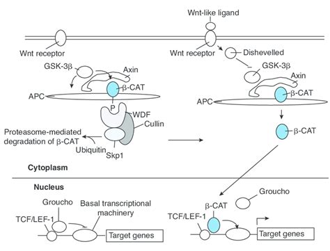 Activation Of The Wingless Wnt Pathway Leads To Stabilization Of