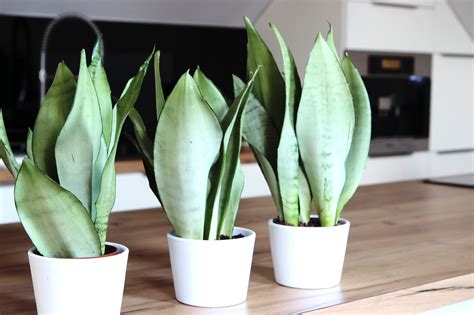 Сансевиерия муншайн - 74 фото