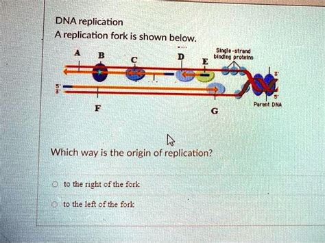 SOLVED: DNA replication: A replication fork is shown below: Single ...
