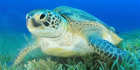 green sea turtle habitat green sea turtle facts  kids
