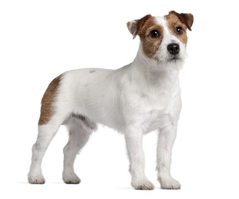 Jack Russell Terrier Dog History, Temperament, Basic Health