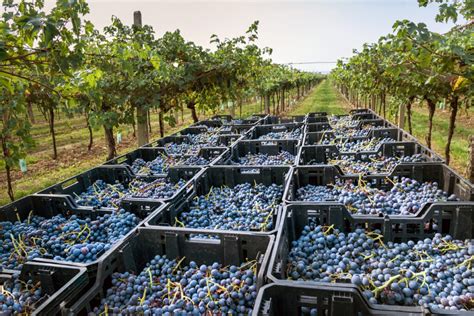 Difference Between Red Zinfandel and White Zinfandel: Key Variations ...