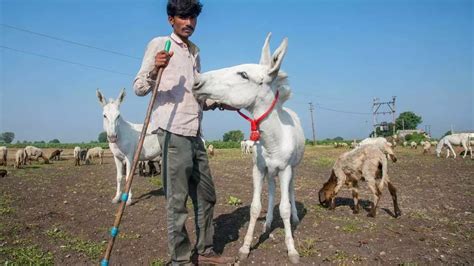 Donkey Milk లీటర్ గాడిద పాల ధర రూ7 వేలు Donkey Milk Price Per