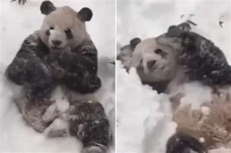 Half Naked Woman Seen Walking Barefoot Through Storm Jonas Without Trousers Irish Mirror Online