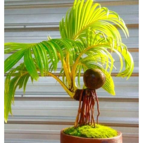 Jual Bonsai Bahan Kelapa Kelapa Mini Stok Gading Dan Gading Oren