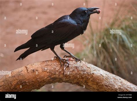 Torresian Crow Corvus Orru Eating Mouse Uluru Kata Tjuta National