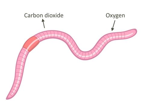 The Process Of Breathing In Animals — Lesson Science Cbse Class 7