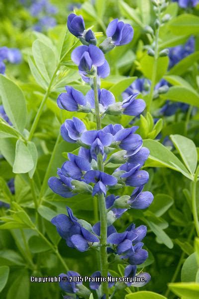 Baptisias: Plant Care and Collection of Varieties - Garden.org