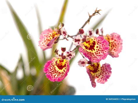 Pink Oncidium Orchid Isolate Stock Image Image Of Oriental Oncidium