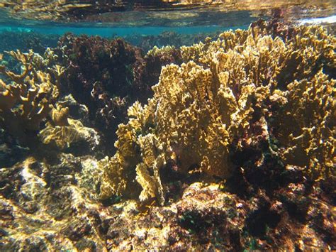 Buck Island Reef National Monument, US Virgin Islands