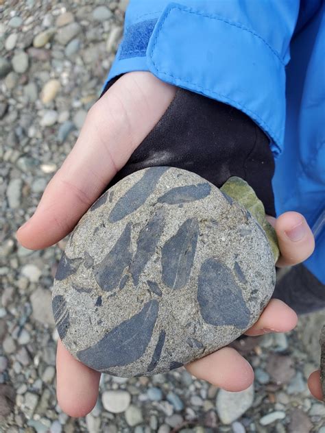 Fossil Or Embedded Rocks Found In West Washington State In A Riverbed