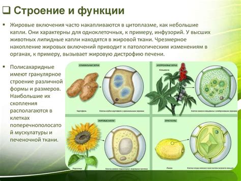 Клеточный центр. Клеточные включения - презентация онлайн