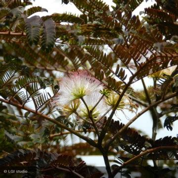 ALBIZIA Julibrissin Summer Chocolate