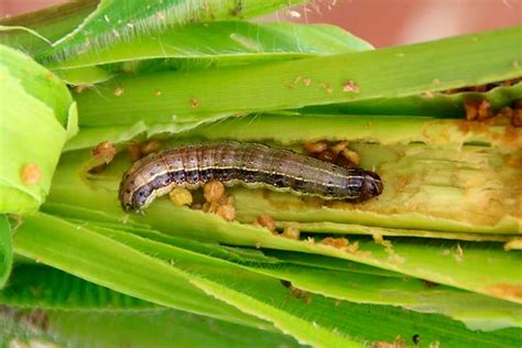 Spodoptera Frugiperda Alianza