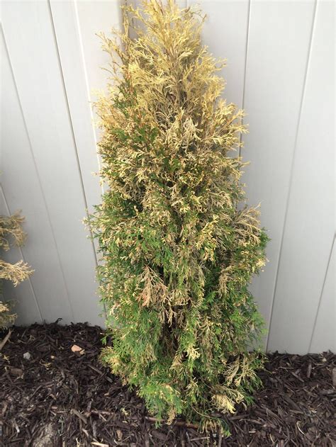 trees - Are my Emerald Arborvitaes recoverable? - Gardening