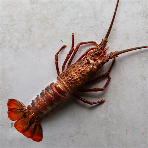 Tristan Da Cuhna Rock Lobster Fine And Wild Uk