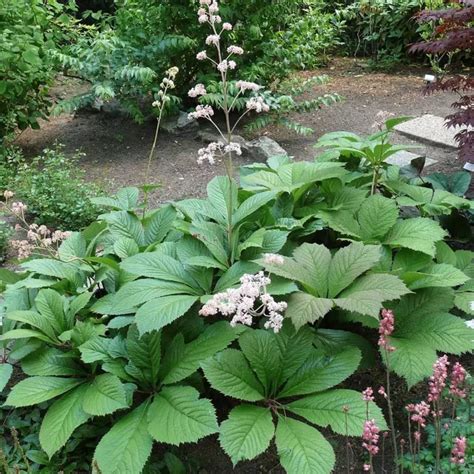 Роджерсия Каштанолистная - купить саженцы в садовом центре Gardenstreet ...