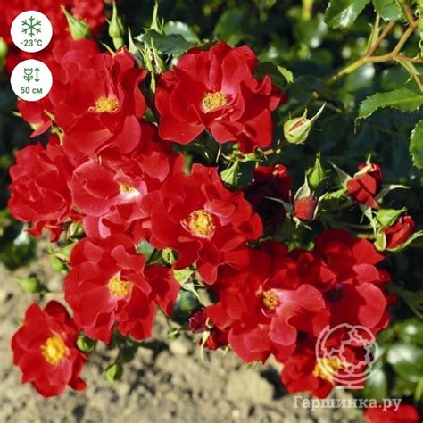 Роза Матадор флорибунда, Империал Роуз купить в Москве по низкой цене ...