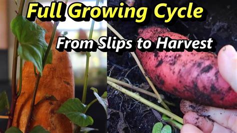 Entire Process Of Growing Sweet Potatoes From Slips To Harvest Youtube