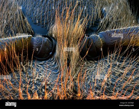 bee antennae   glen chambers blog