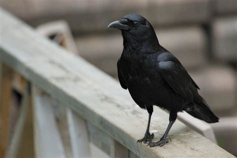 Cawing Crows: The American Crow - Columbia Valley Pioneer
