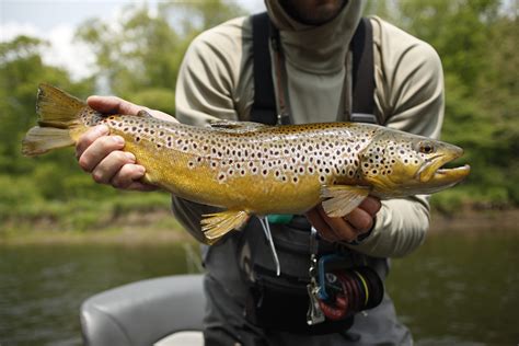 Erie Pennsylvania And Ohio Fly Fishing Prices