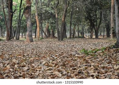 Yellow Dry Fall Leaves Walkway Path Stock Photo Shutterstock