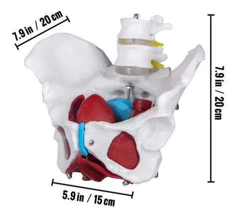 Pelvis Femenino Modelo Anatomico Desarmable En Venta En Ju Rez