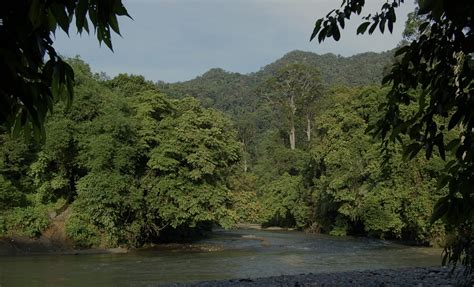Hutan Lindung dan Fungsinya − Rakyat Biologi