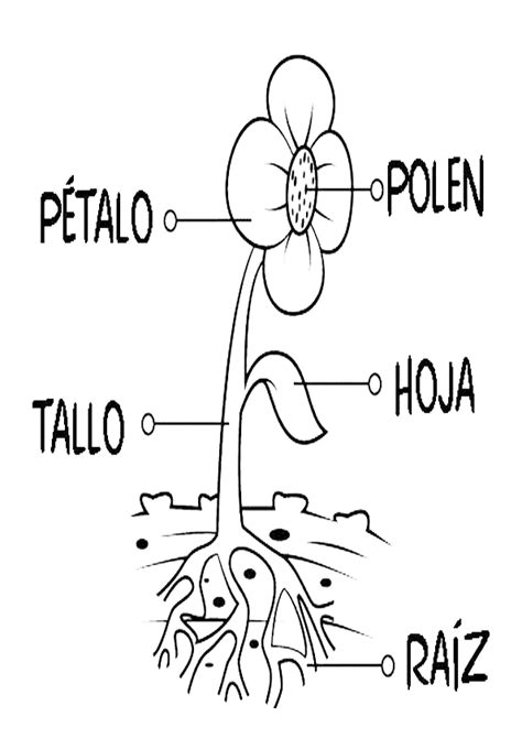 Las partes de la flor para niños - Imagui