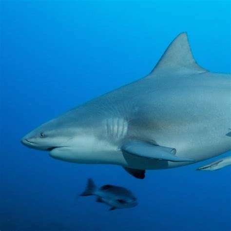 The Bull shark, mob boss of the ocean : r/TheDepthsBelow