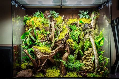 Rainforest Vivarium Vivarium Reptile Room Gecko Habitat