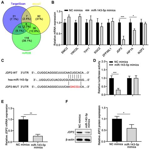 Palmitic Acidinduced Microrna P Expression Promotes The