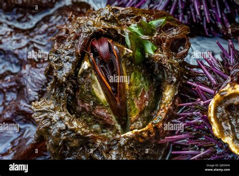 Giant Acorn Barnacle Balanus Nubilus At Tongue Point In Salt Creek