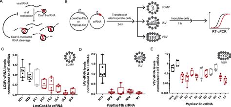 Programmable inhibition and detection of RNA viruses using Cas13 - PMC