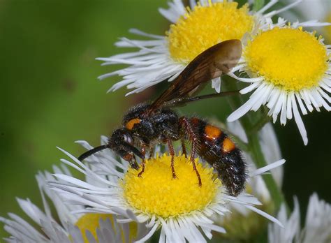 Family Scoliidae – ENT 425 – General Entomology