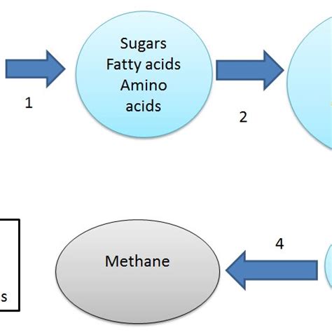 The main process steps of anaerobic digester | Download Scientific Diagram